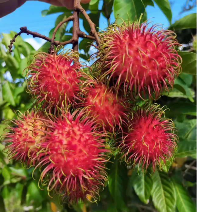 Semillas de fruta de rambután rojo de jardín