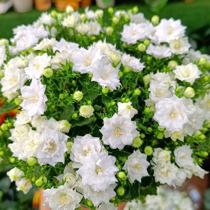Semillas de Campanilla Doble