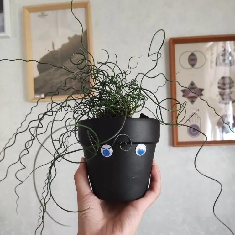 🌿Hierba Espiral - Curva y Bonita