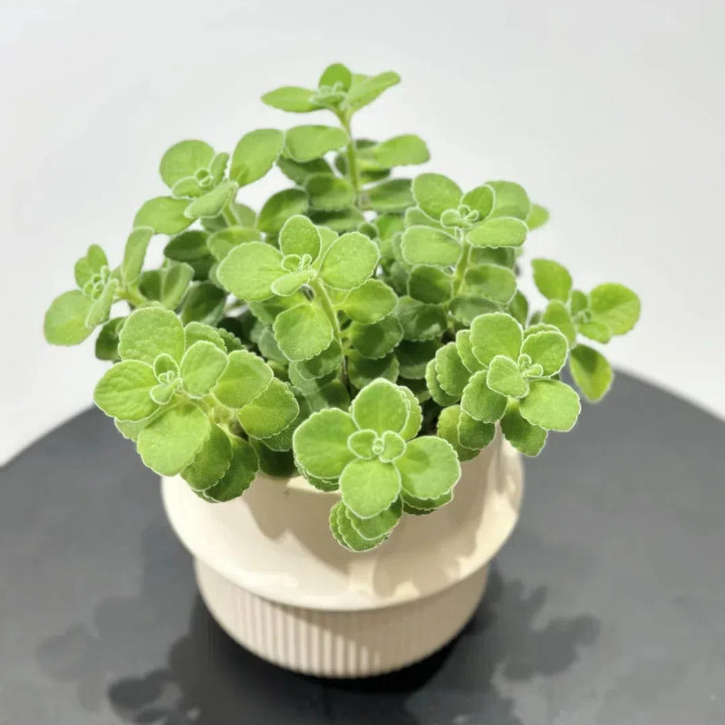 Semillas de pachulí, planta mágica que huele bien al tocarla