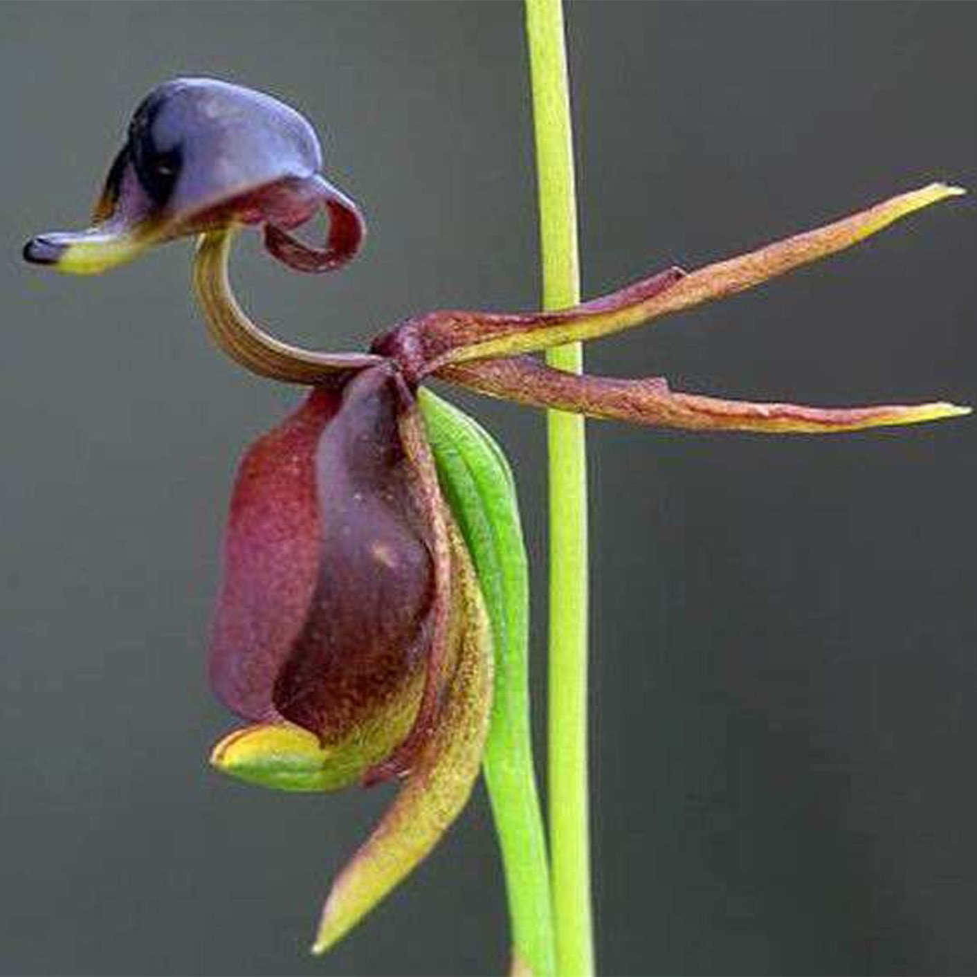 Orquídea Pato Volador - Semilla de flor rara