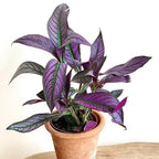 Planta de follaje con tonos de Escudo Persa