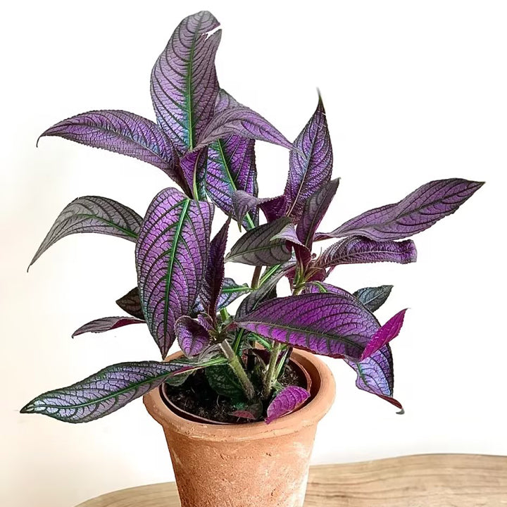 Planta de follaje con tonos de Escudo Persa