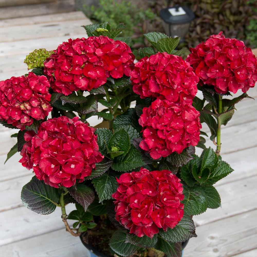 🌸Hortensia: La Belleza Atemporal de Cada Jardín ✨