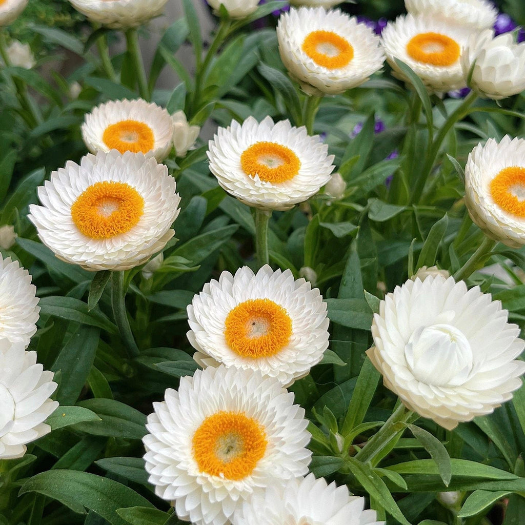 Semillas de Siempreviva Australiana Xerochrysum Bracteatum