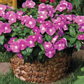 Semillas de vinca bígaro morado claro