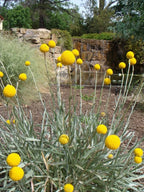 Craspedia flower - 50 Seeds - Non GMO