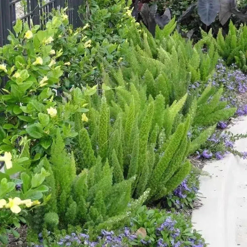 Asparagus Meyeri 'Foxtail Fern' Seeds