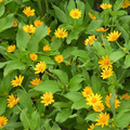 Semillas de flor Melampodium Butter Daisy