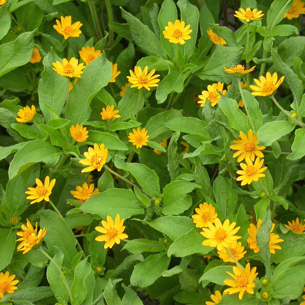 Semillas de flor Melampodium Butter Daisy