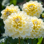 Dalia 'Polar Star' – ¡Un deleite soleado para tu jardín! 🌼✨