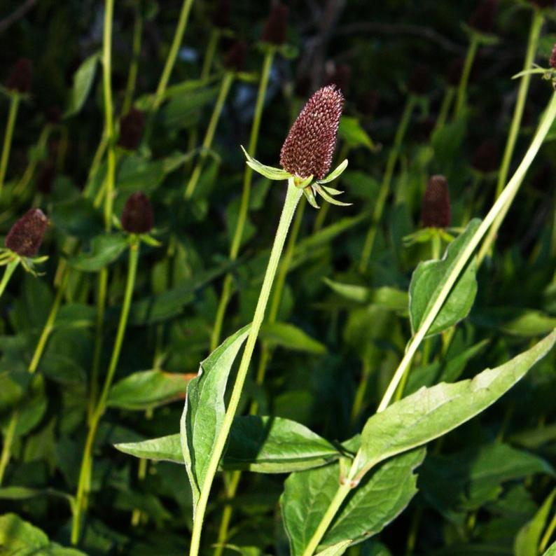 CONOFLOR OCCIDENTAL Rudbeckia Occidentalis Green Wizard también conocido como Semillas de Hierba de Flor Negra de Chocolate Sin Rayos