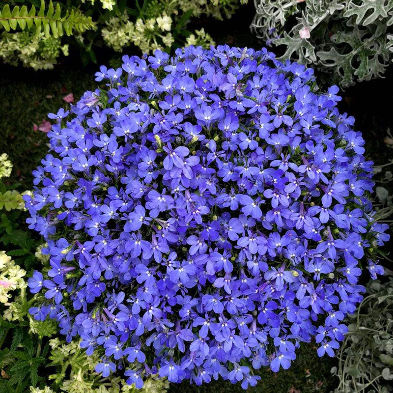 Semillas de Lobelia - Una de las mejores plantas para bordes