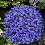 Semillas de Lobelia - Una de las mejores plantas para bordes
