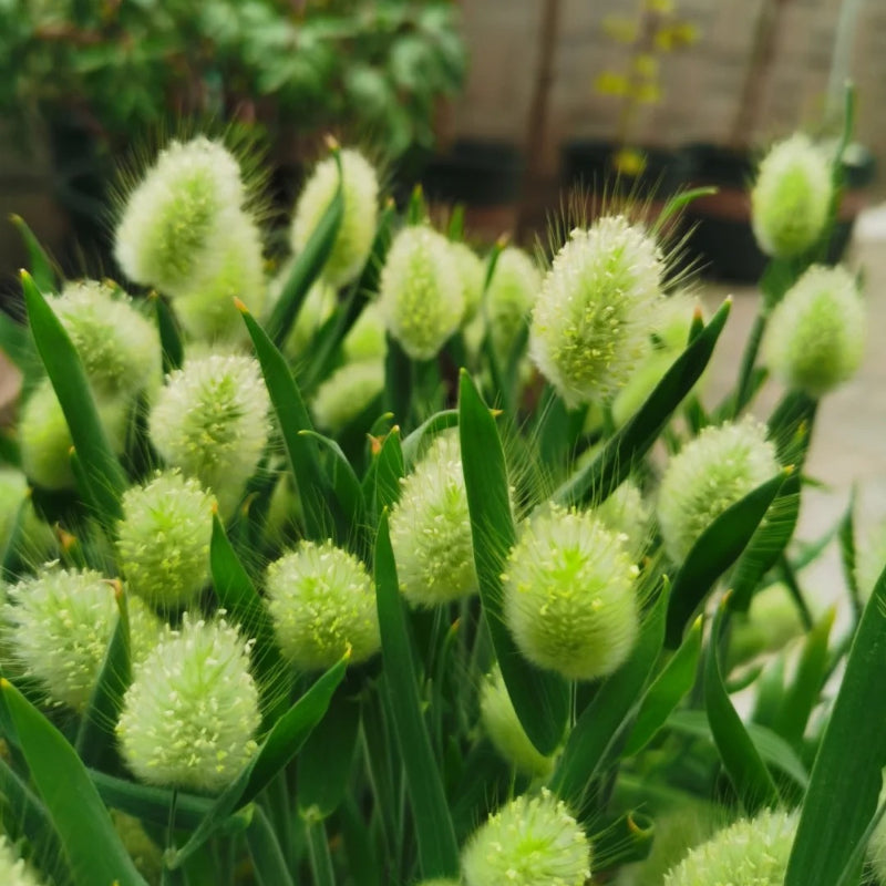 🐇 Semillas de Lagurus Ovatus