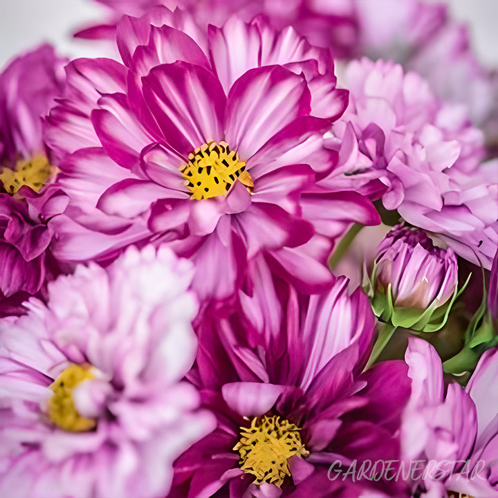 🌸Semillas de Cosmos Doble-Flor de la Felicidad