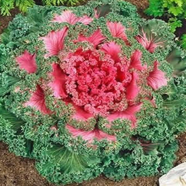 Semillas de col rizada rosa