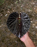 Singularidad de Begonia Black Blood