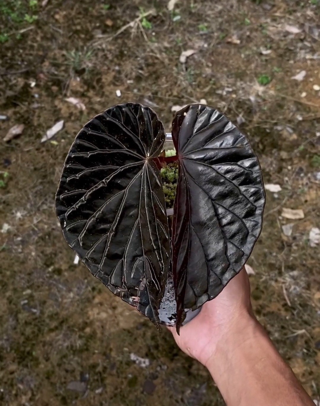 Singularidad de Begonia Black Blood