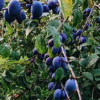 Damson Blue Plums Fruit Seeds
