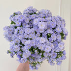 Semillas de Campanilla Doble