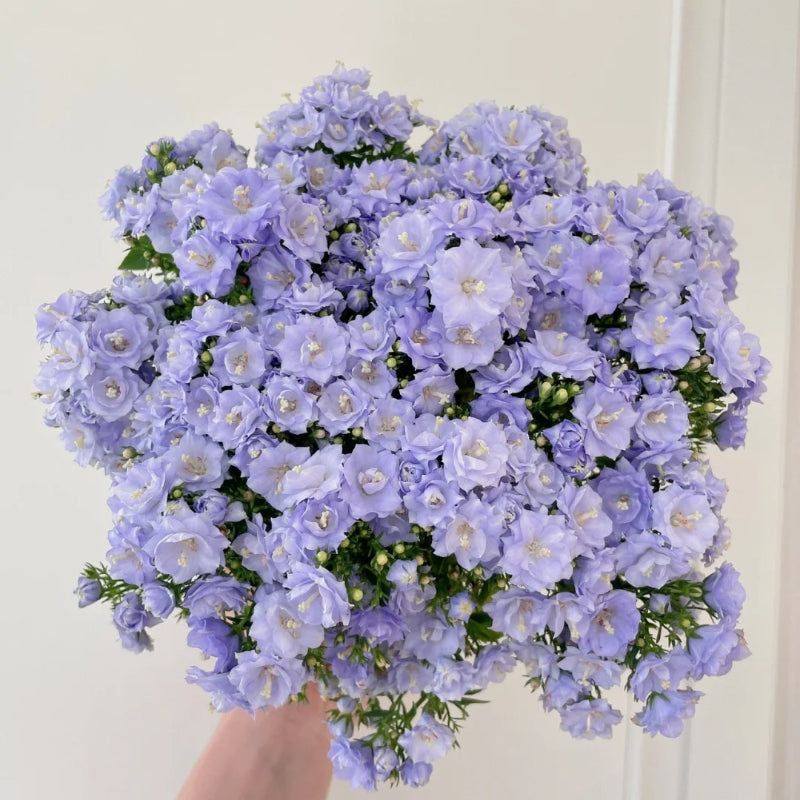 Semillas de Campanilla Doble
