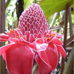 Jengibre antorcha - Etlingera elatior - Especie rara