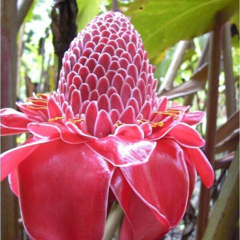Jengibre antorcha - Etlingera elatior - Especie rara