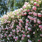 Promoción de primavera 49% DE DESCUENTO - 🌱Semillas de rosal trepador