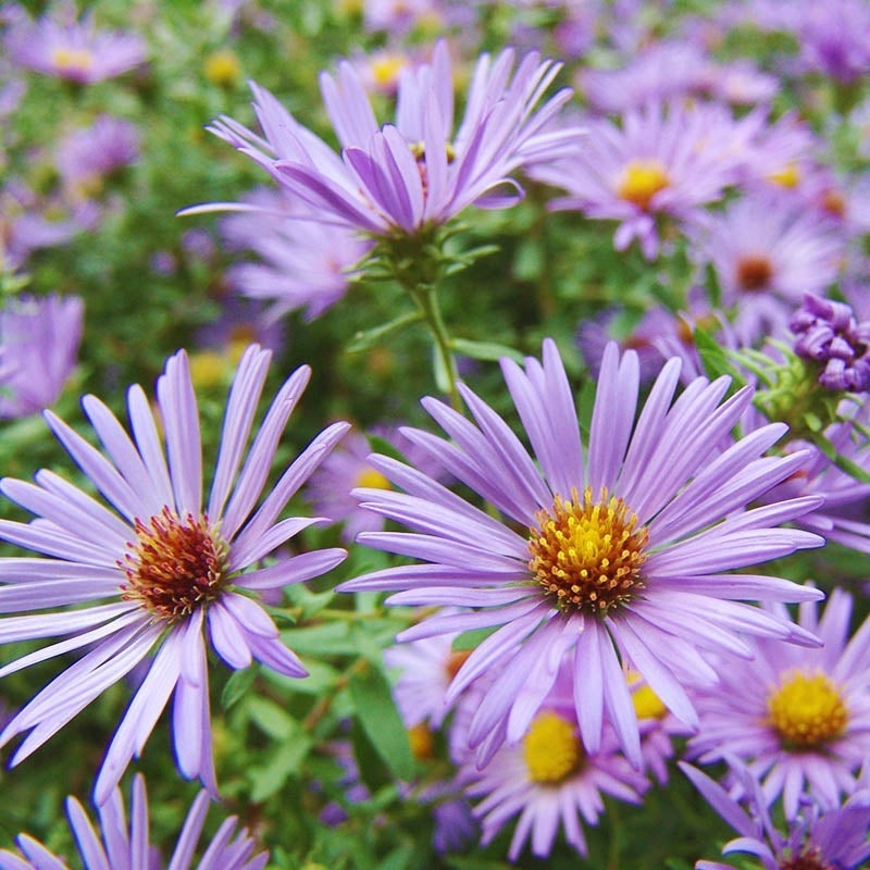 🌼 Colección Superstar Aster: Belleza de finales de verano a otoño