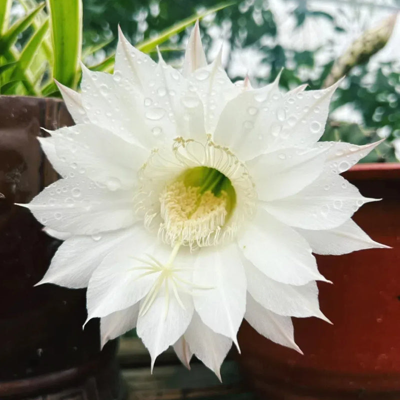 Mezcla de especies de cactus Echinopsis en floración 🌵🌸