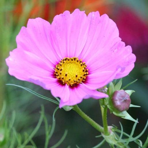 Cosmos rosa
