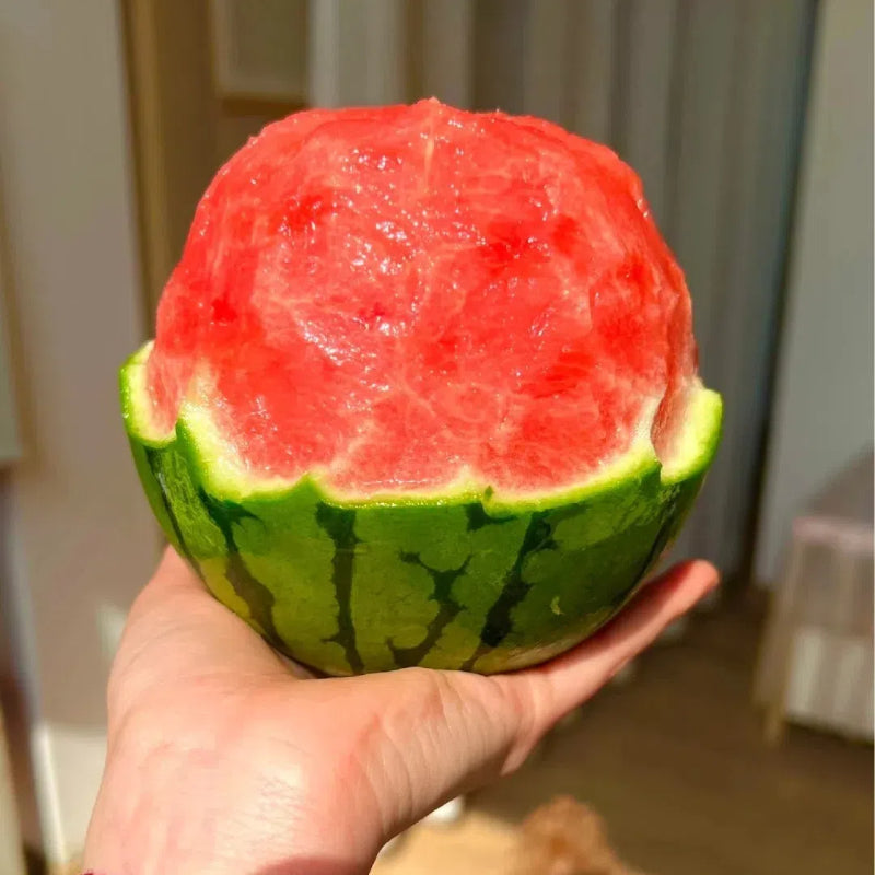 Semillas de sandía en maceta