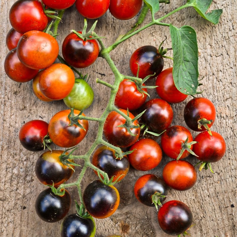 Semillas de tomate cereza Midnight Snack