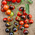 Semillas de tomate cereza Midnight Snack