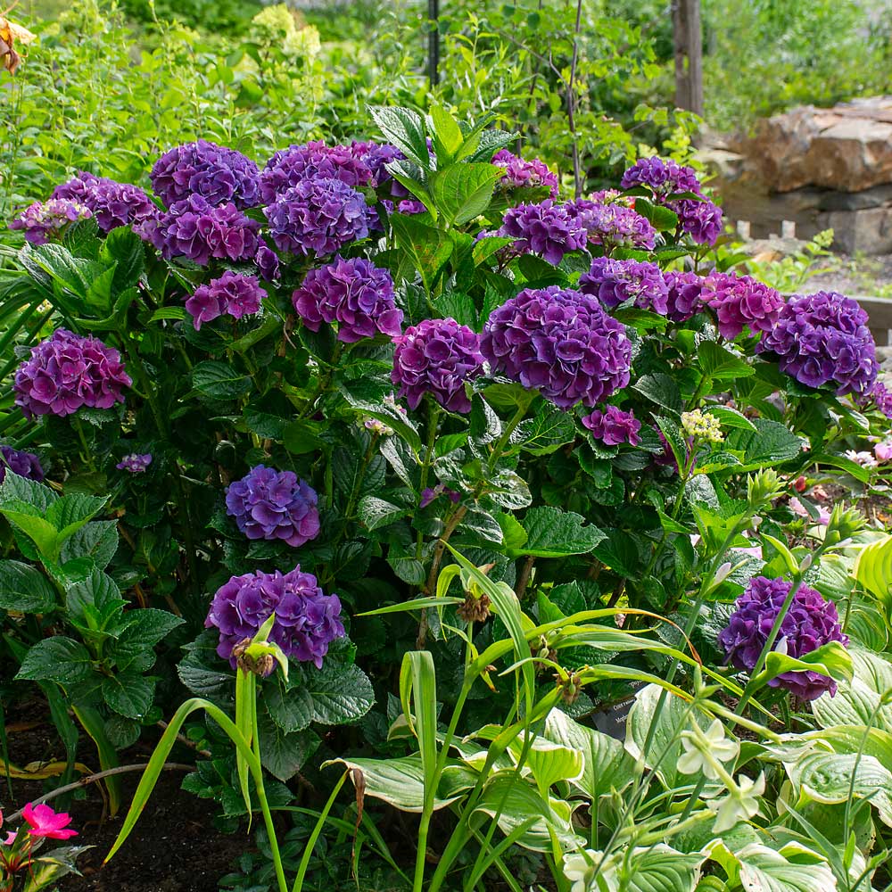 🌸Hortensia: La Belleza Atemporal de Cada Jardín ✨
