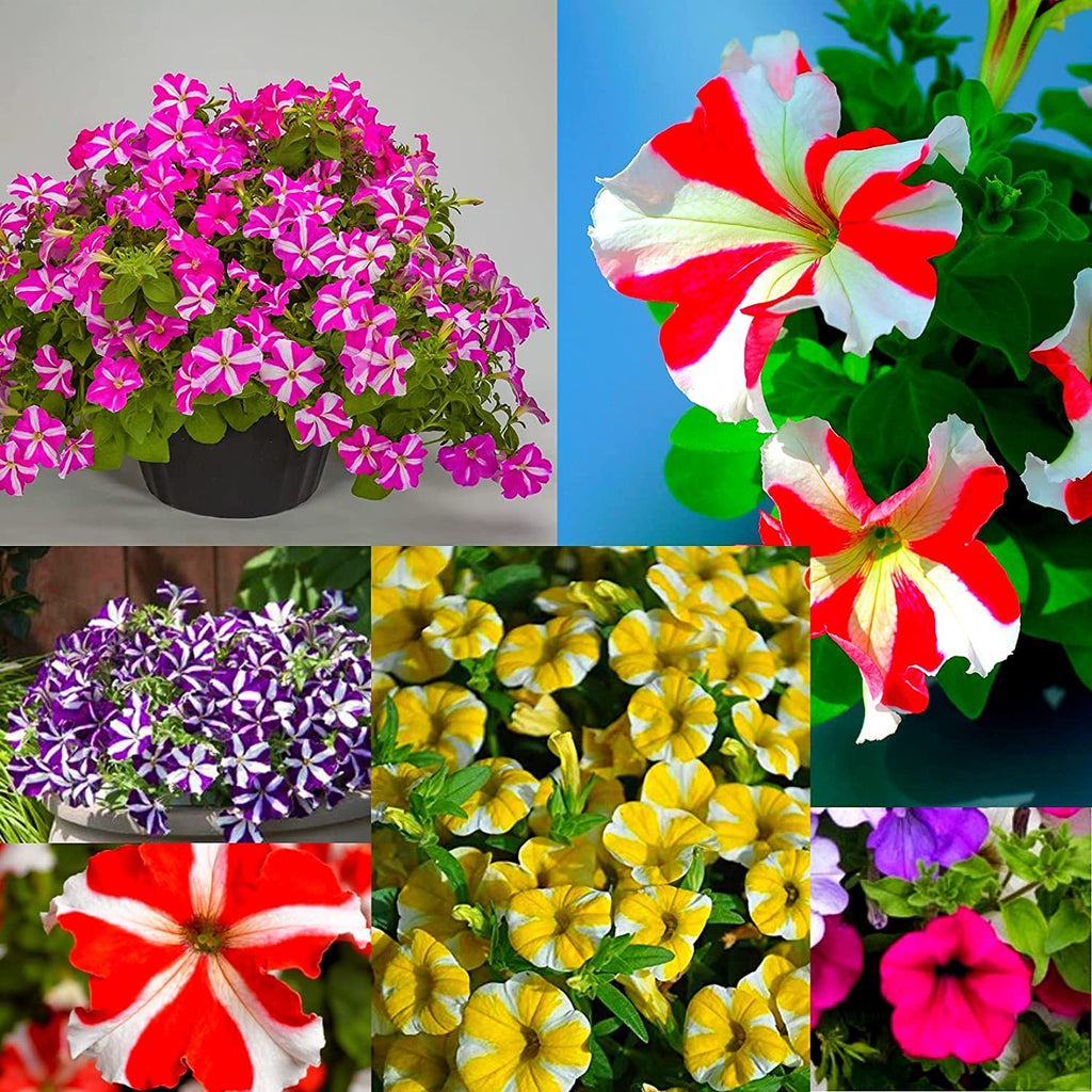 🌸Semillas de petunia