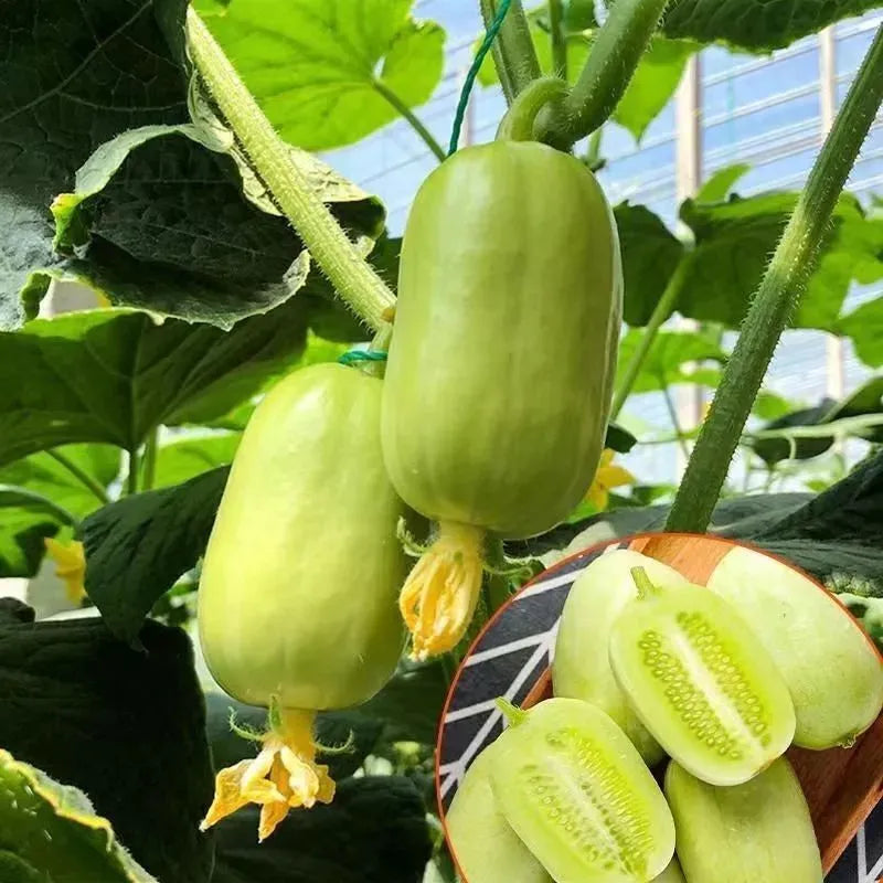 🥒 Pepino Jade Maiden - Dulce, Crujiente y Refrescante