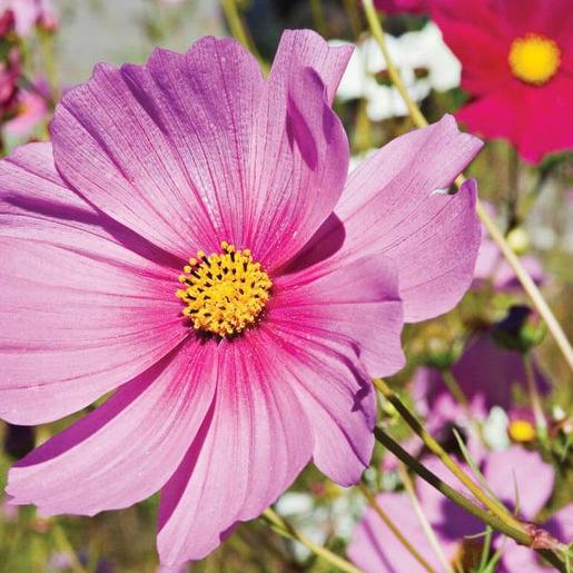 Cosmos rosa