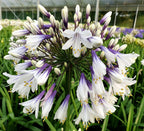 🎁New Year Sale🎁Agapanthus africanus 'Fireworks'