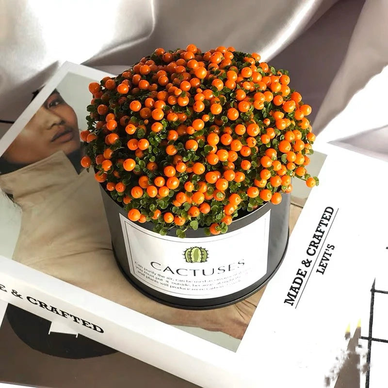 Planta suculenta en maceta 'Pearl Orange'