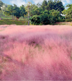 Semillas de pasto muhly rosa