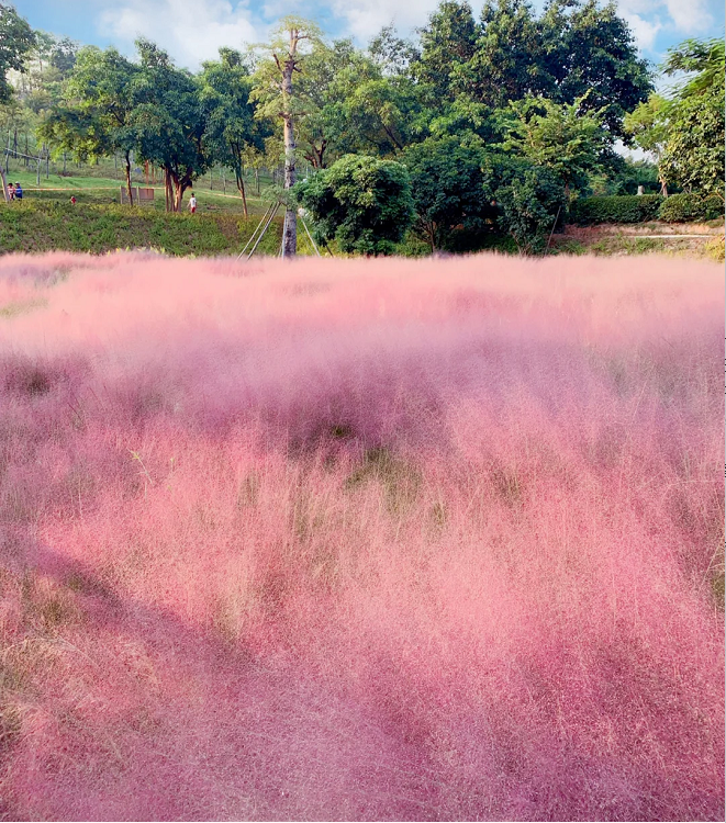 Semillas de pasto muhly rosa