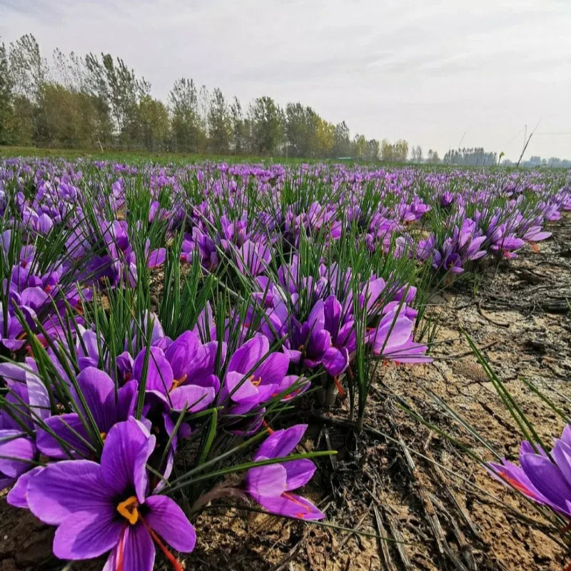 Bulbos de azafrán - Crocus Sativus