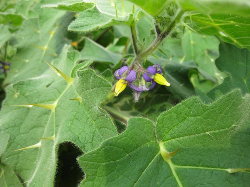 Nipple Fruit Seeds ~ Cow's Udder ~ Titty Fruit ~ Apple of Sodom (Solanum mammosum) ~ Nipplefruit Bizarre Fruit in the Solanum Family