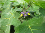 Nipple Fruit Seeds ~ Cow's Udder ~ Titty Fruit ~ Apple of Sodom (Solanum mammosum) ~ Nipplefruit Bizarre Fruit in the Solanum Family