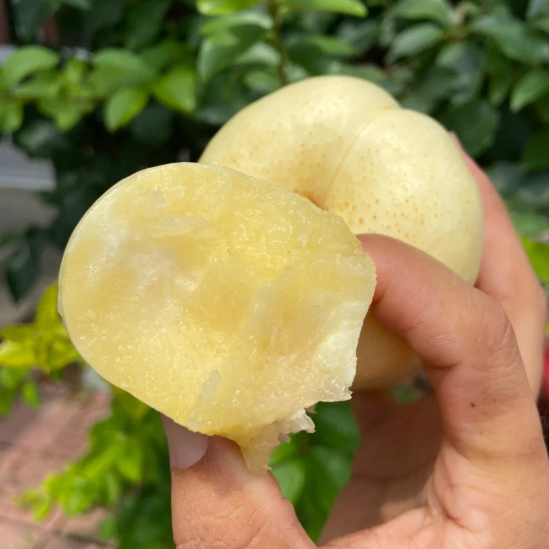 Semillas planas de nectarina
