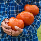 GIANT DELICIOUS TOMATO / UP TO 2KG