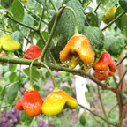 Semillas de pimiento "Corona de Obispo" (Capsicum baccatum)