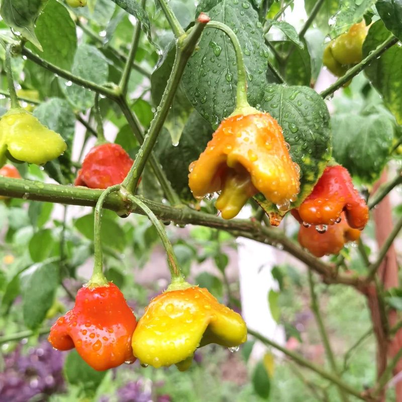 Semillas de pimiento "Corona de Obispo" (Capsicum baccatum)